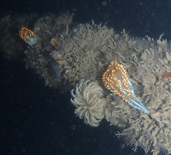 Eudistylia polymorpha