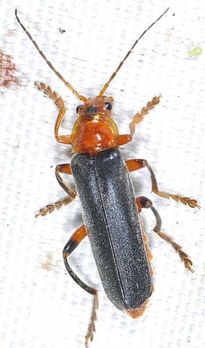 Juodablauzdis Minkštavabalis nuotrauka