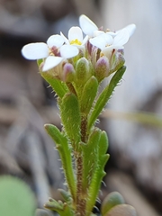 Iberis odorata image