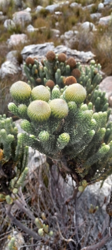 Largecone Stompie (Brunia macrocephala)