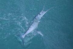 Flat Needlefish photo 4