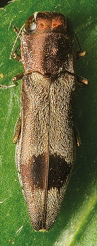 Agrilus coloratus