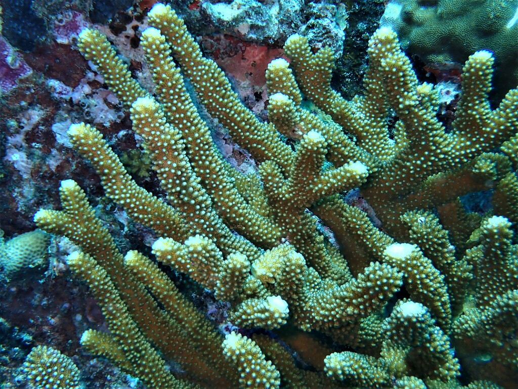 Pocillopora indiania