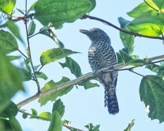 Thamnophilus doliatus image