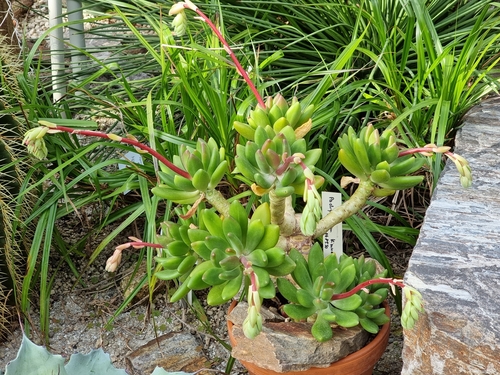Pachyphytum kimnachii 3