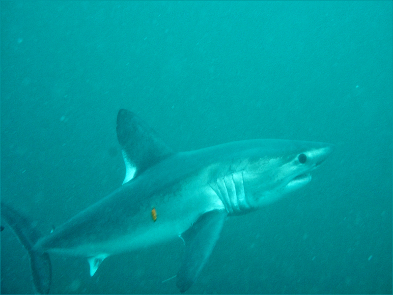 Foto de Tiburón Porbeagle (Lamna nasus)