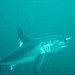 Porbeagle - Photo (c) mumudu, some rights reserved (CC BY-NC)