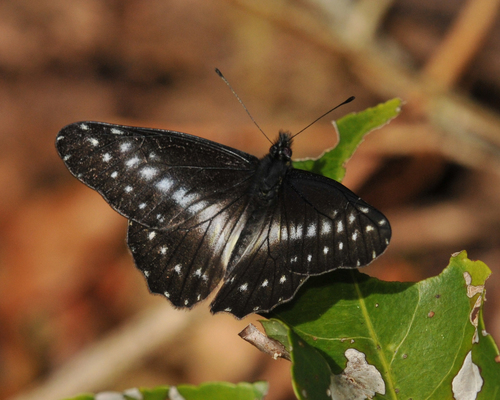 Narrow-Banded Dartwight