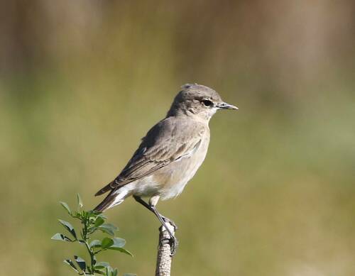 Isabelline Wheatear (Oenanthe isabellina), photo 8