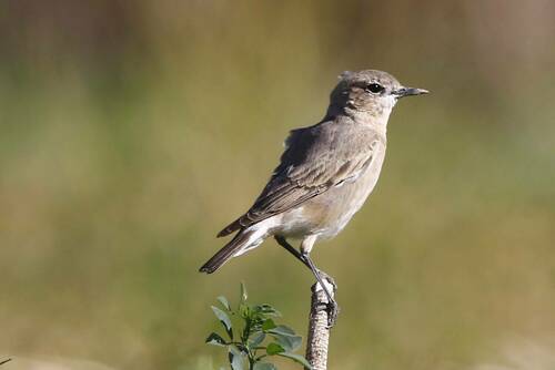 Isabelline Wheatear (Oenanthe isabellina), photo 5