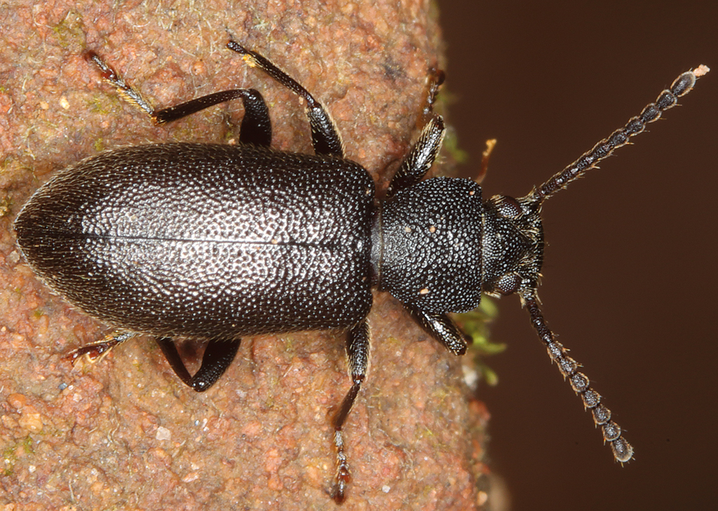 Luprops gracilior
