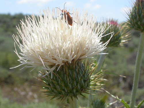 Cirsium cymosum var. canovirens