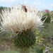 Gray-green Thistle - Photo (c) Matt Lavin, some rights reserved (CC BY-SA)