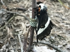 Hemileuca maia maia