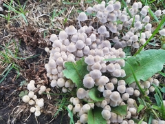 Coprinellus