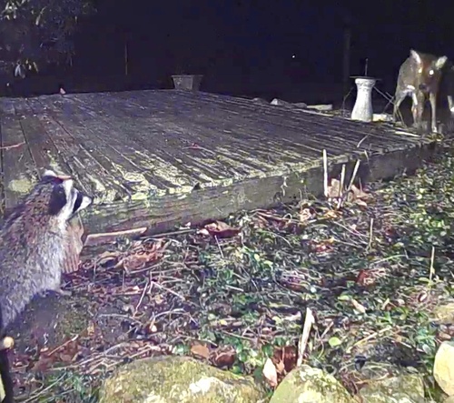 Common Raccoon photographed in Connecticut