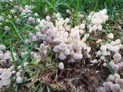 Coprinellus