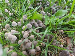 Coprinellus