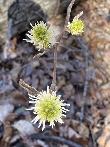 Fothergilla latifolia, photograph 1
