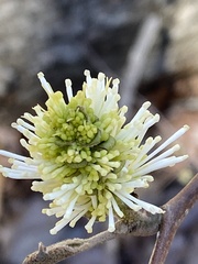 Fothergilla latifolia