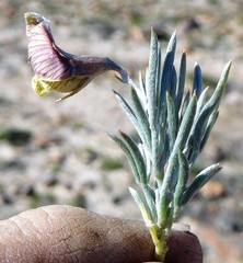 Lotononis gracilifolia