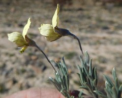 Lotononis gracilifolia