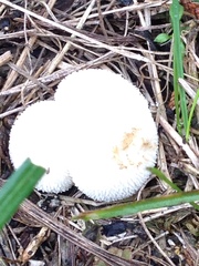 Lycoperdon pulcherrimum