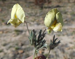 Lotononis gracilifolia