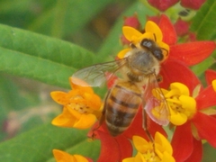 Apis mellifera