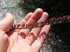 Liatris pauciflora