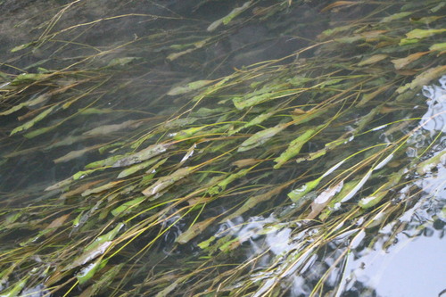 Potamogeton wrightii Morong