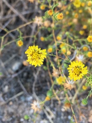 Lessingia pectinata