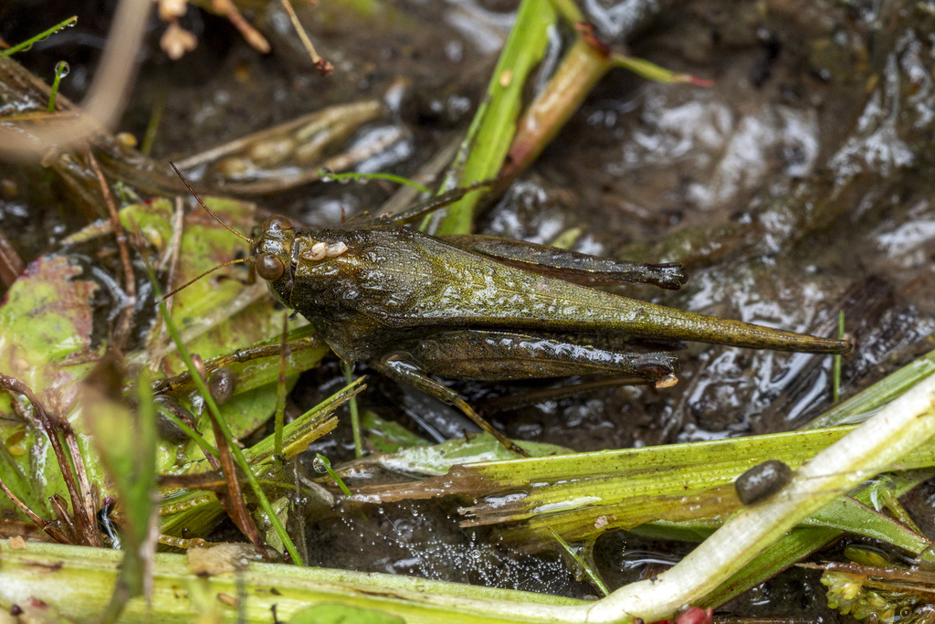 Acanthalobus inornatus