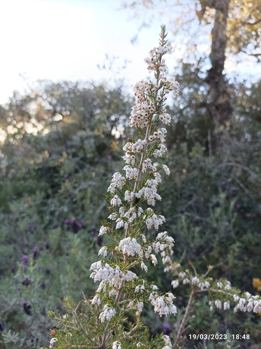 Avistamiento Erica arborea