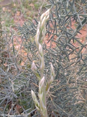 Asparagus horridus image