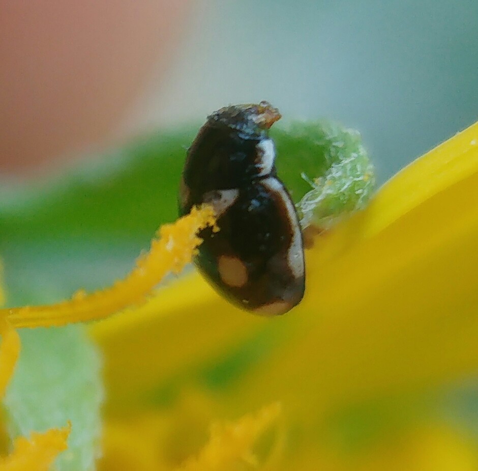 Hyperaspis polita