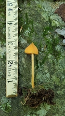 Entoloma salmoneum