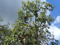 Quercus laevis image