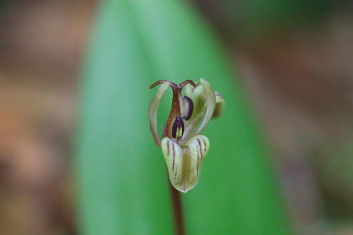 Image of Scoliopus hallii by no rights reserved