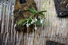 Jumellea densefoliata