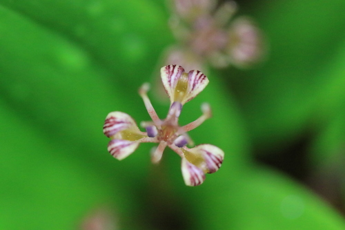 Image of Scoliopus hallii by no rights reserved
