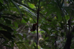 Automolus ochrolaemus