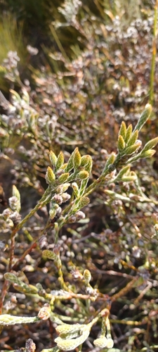 Image of Brunia monogyna by (c) Danie Palm, some rights reserved (CC BY)