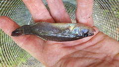 Aphredoderus sayanus