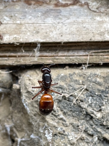Camponotus solon