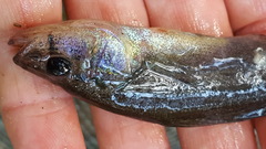 Aphredoderus sayanus
