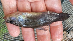 Aphredoderus sayanus