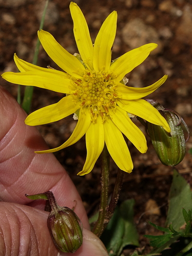 Senecio amplectens var. holmii