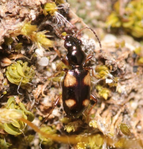 Garden Bembidion Beetle