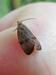 Evora hemidesma